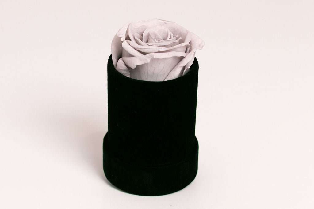 Single Preserved Rose in Black Velvet Display - Juliet's Roses