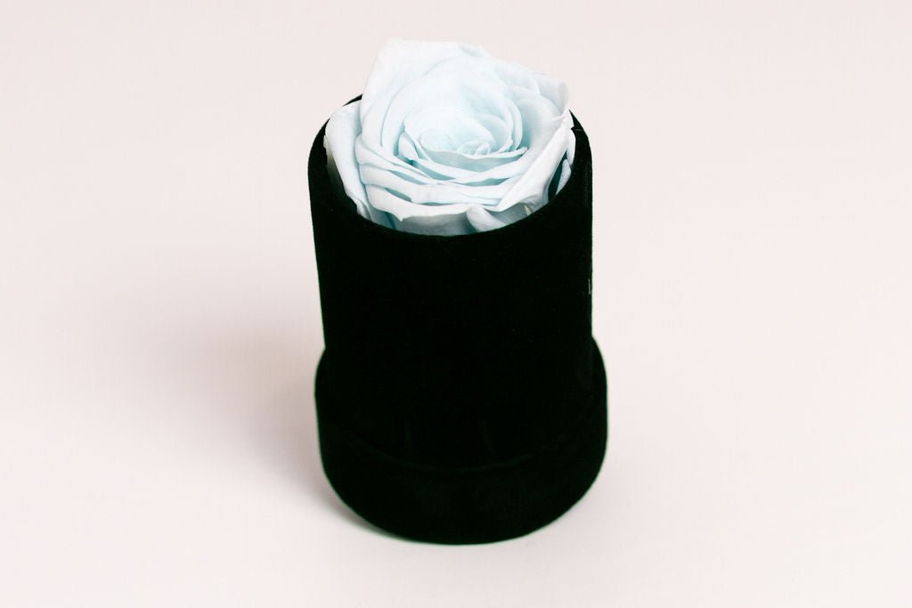 Single Preserved Rose in Black Velvet Display - Juliet's Roses