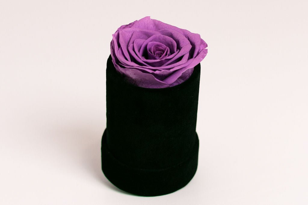 Single Preserved Rose in Black Velvet Display - Juliet's Roses