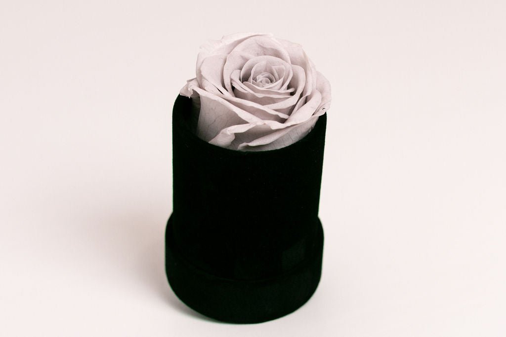 Single Preserved Rose in Black Velvet Display - Juliet's Roses