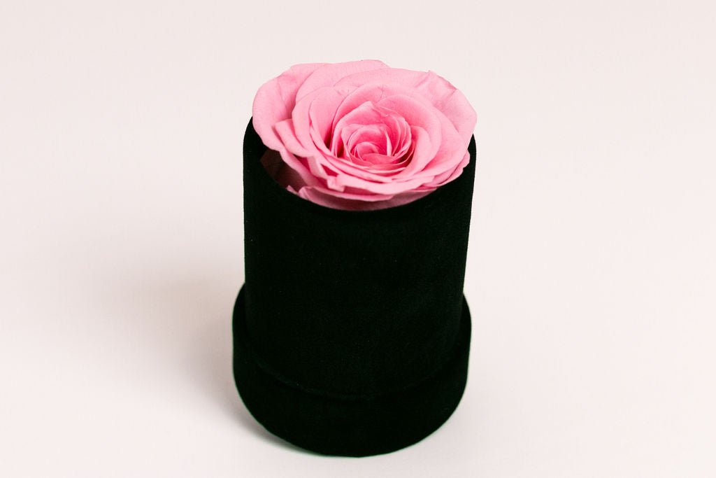 Single Preserved Rose in Black Velvet Display - Juliet's Roses