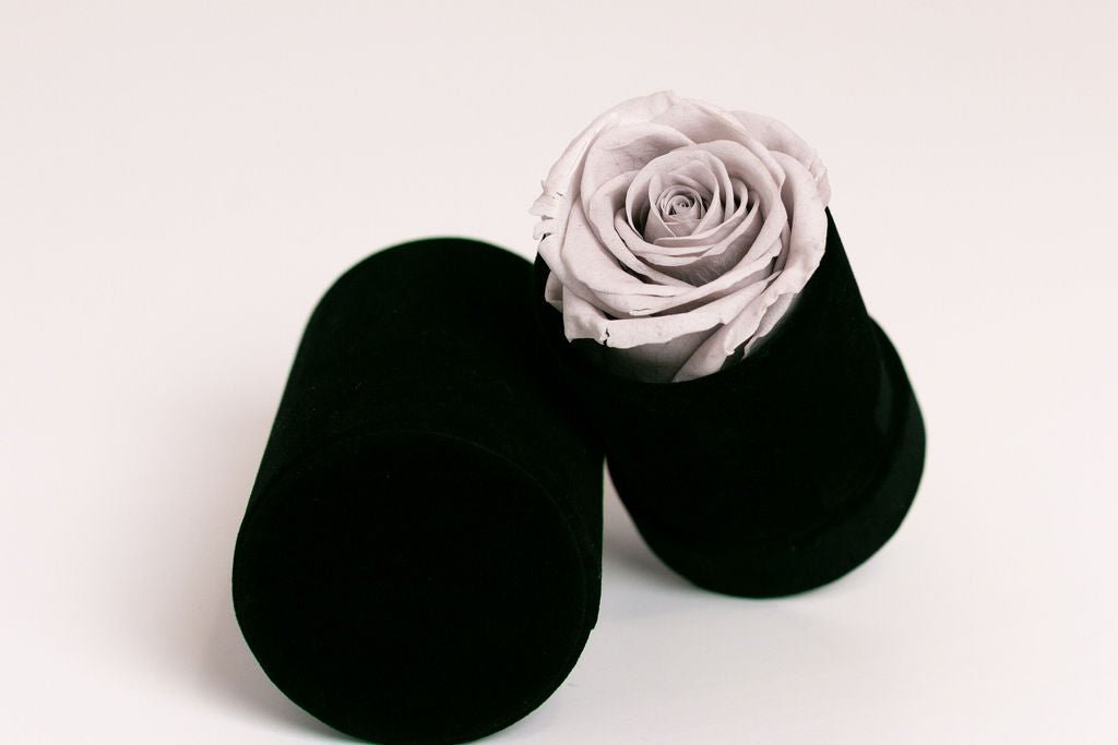 Single Preserved Rose in Black Velvet Display - Juliet's Roses