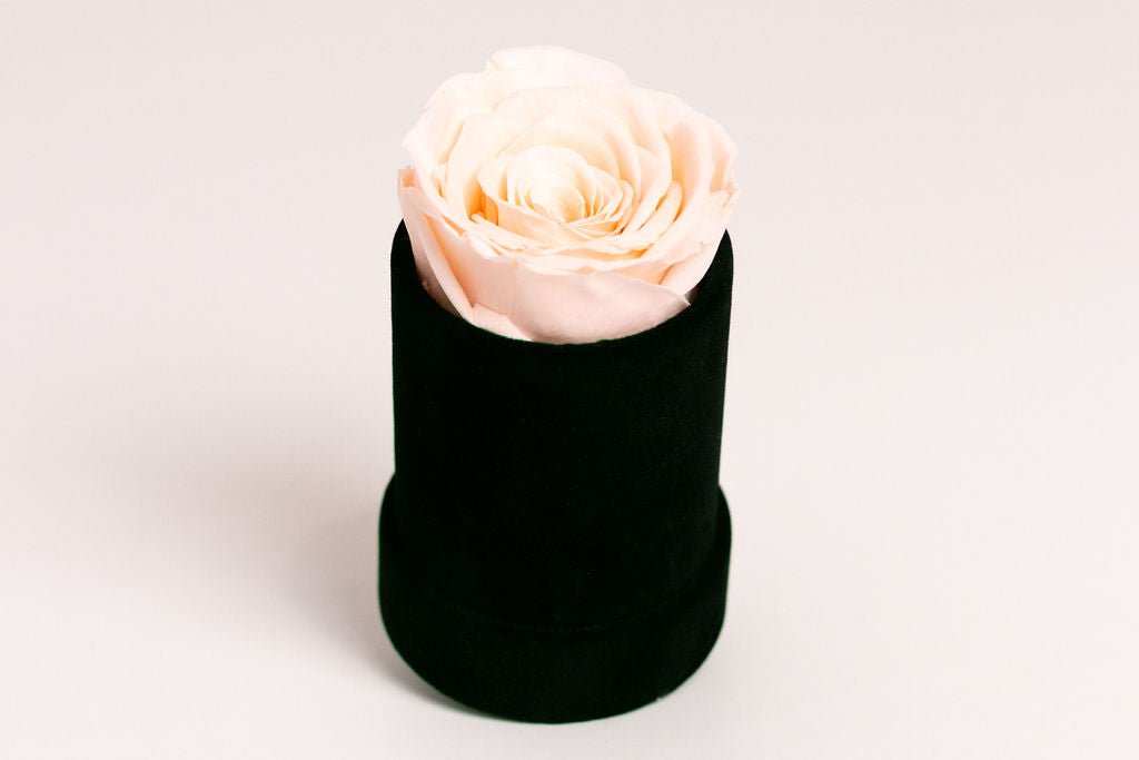 Single Preserved Rose in Black Velvet Display - Juliet's Roses