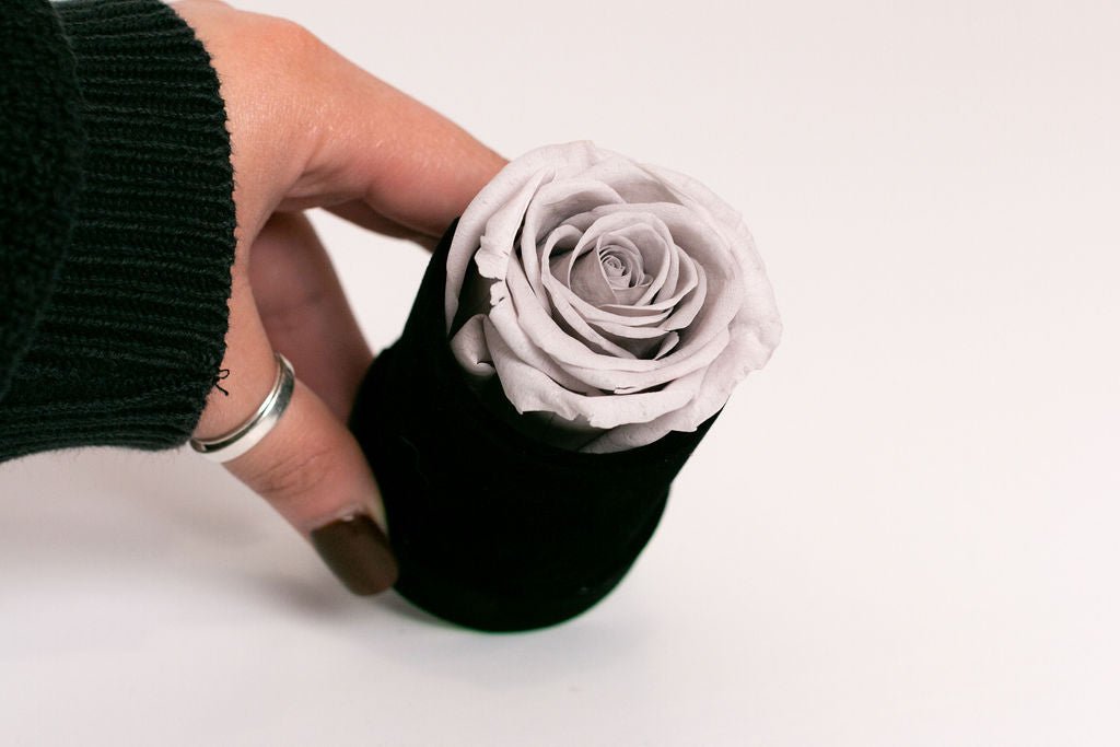 Single Preserved Rose in Black Velvet Display - Juliet's Roses