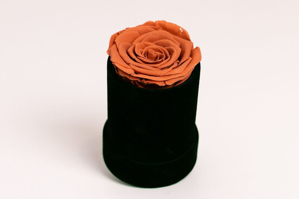 Single Preserved Rose in Black Velvet Display - Juliet's Roses