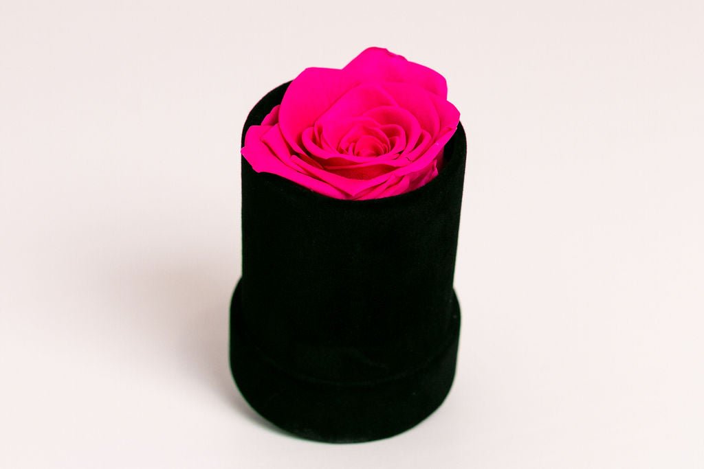 Single Preserved Rose in Black Velvet Display - Juliet's Roses