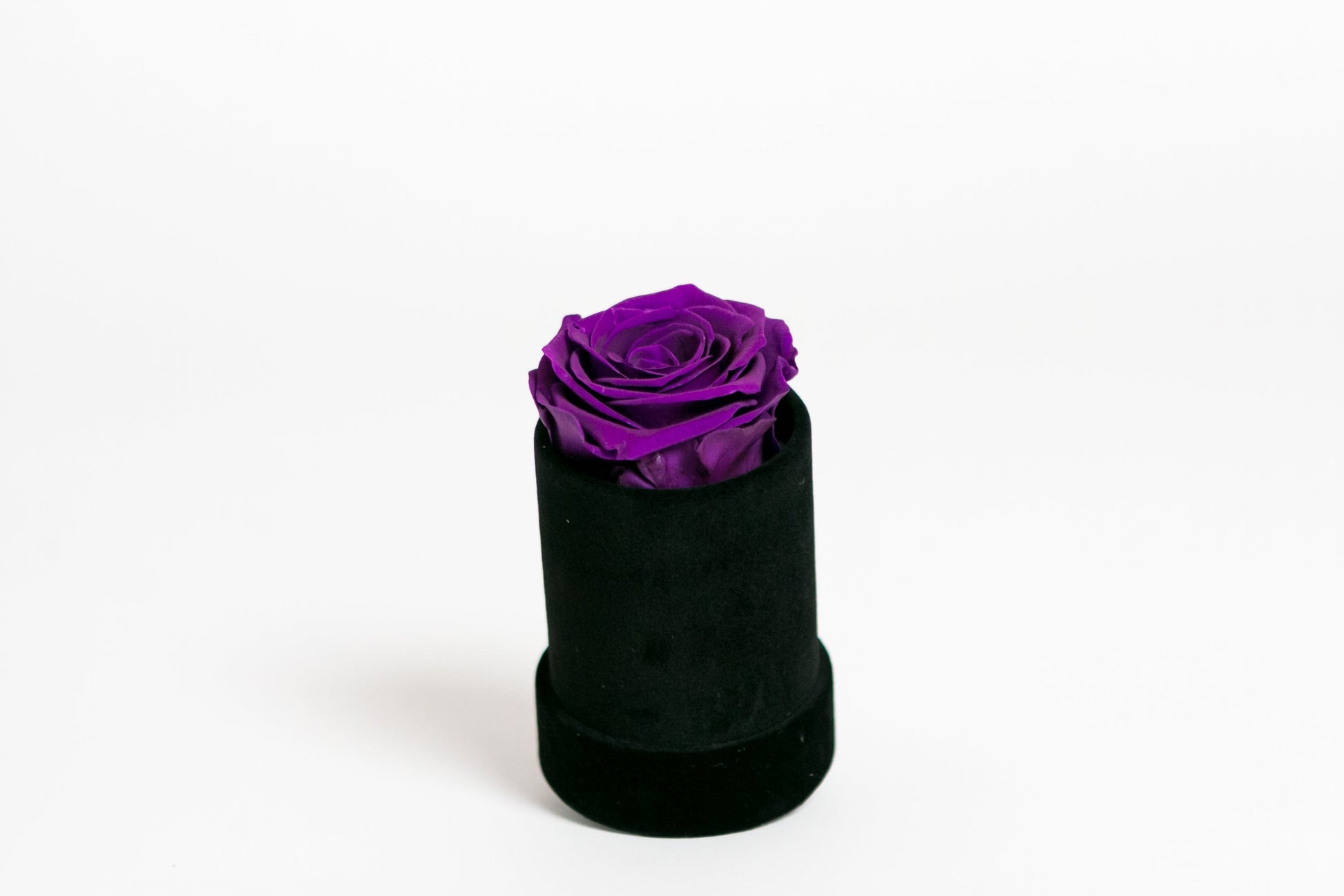 Single Preserved Rose in Black Velvet Display - Juliet's Roses