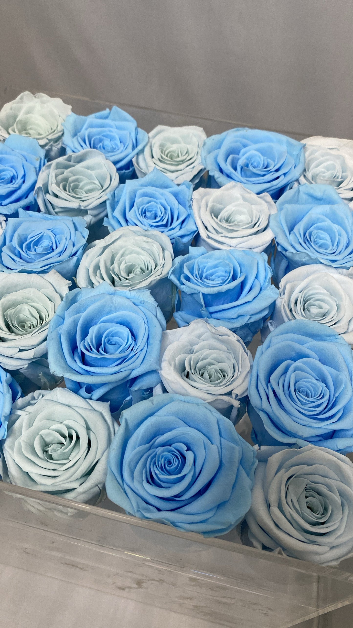 Twenty-five Preserved Roses in Clear Display - Juliet's Roses