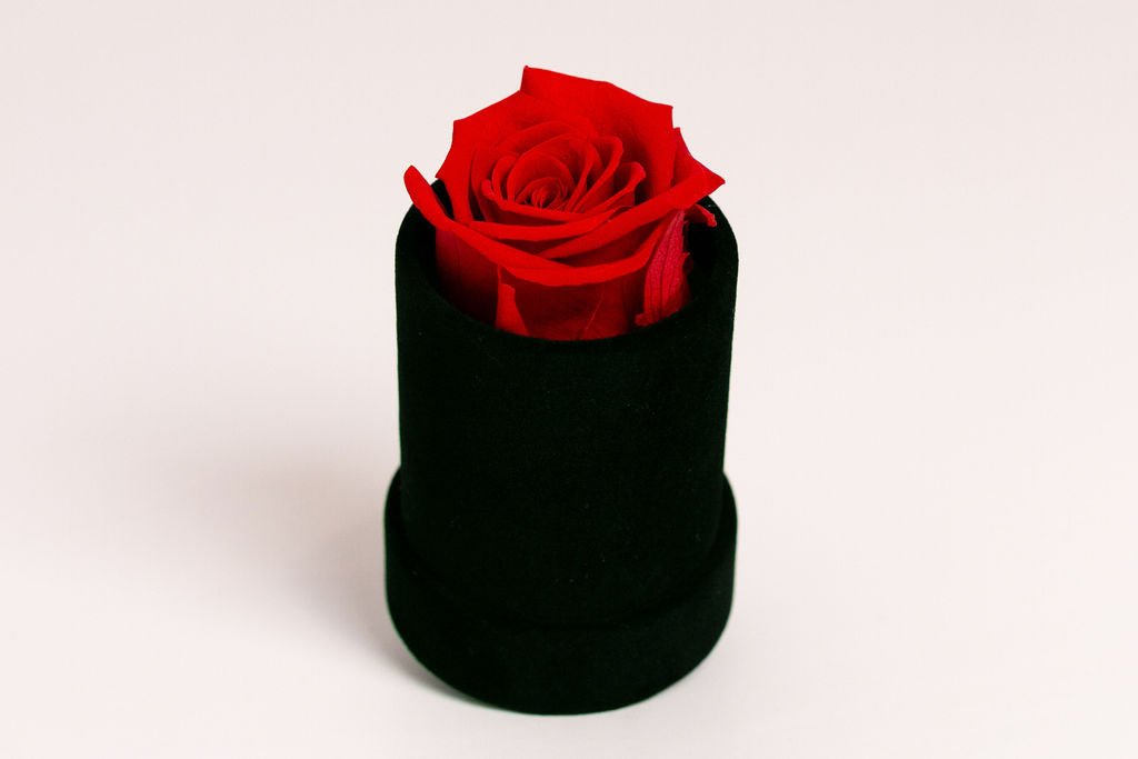 Single Preserved Rose in Black Velvet Display - Juliet's Roses