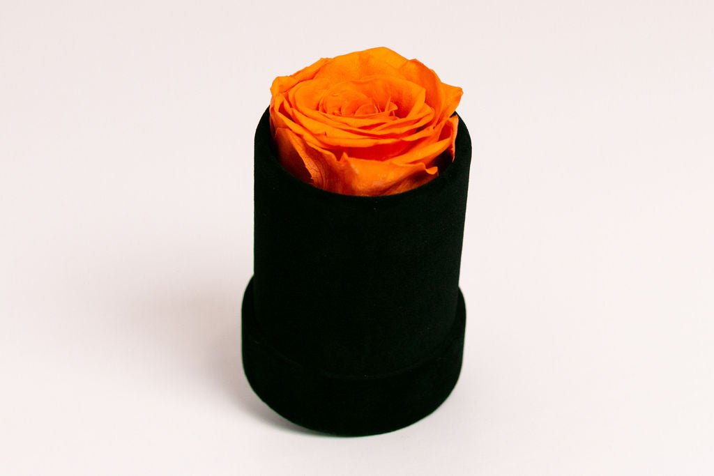 Single Preserved Rose in Black Velvet Display - Juliet's Roses