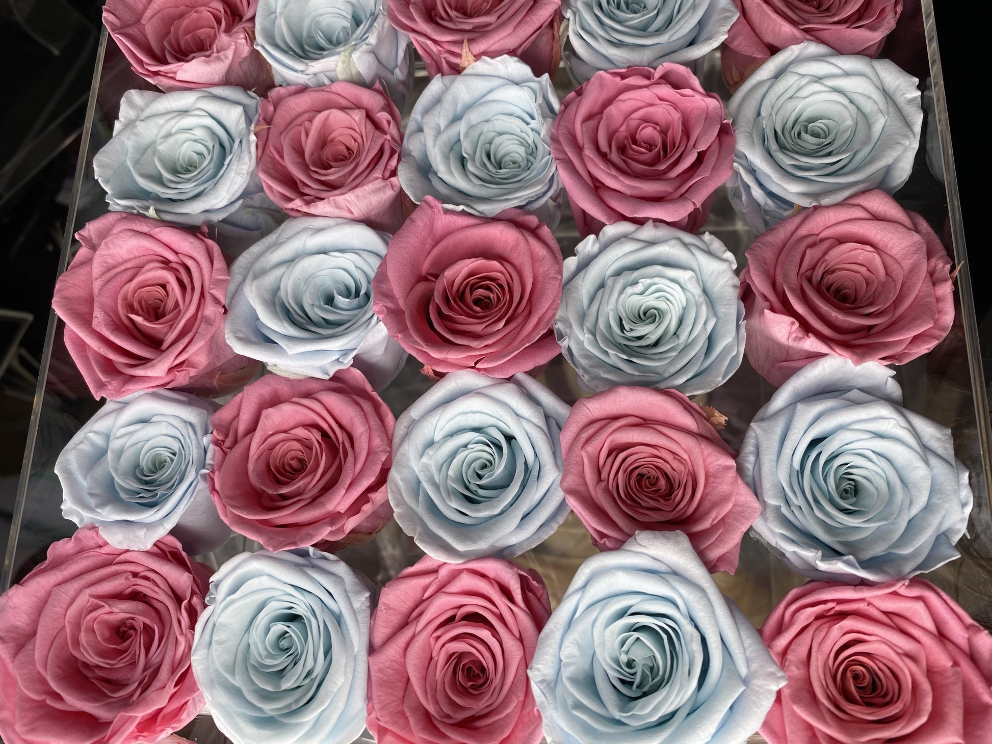 Twenty-five Preserved Roses in Clear Display - Juliet's Roses
