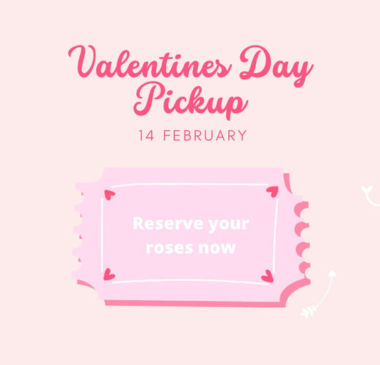 Valentine's Day Pickup - Juliet's Roses